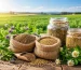 راهنمای انتخاب بذر کشاورزی
